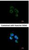 3-Hydroxyisobutyryl-CoA Hydrolase antibody, NBP1-32964, Novus Biologicals, Immunofluorescence image 