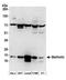 OP18 antibody, A304-492A, Bethyl Labs, Western Blot image 
