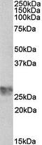 LW antibody, orb79346, Biorbyt, Western Blot image 
