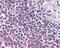 Probable G-protein coupled receptor 132 antibody, 51-248, ProSci, Enzyme Linked Immunosorbent Assay image 