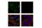Membrane Metalloendopeptidase antibody, 57451S, Cell Signaling Technology, Immunocytochemistry image 