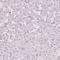 Neurexophilin And PC-Esterase Domain Family Member 1 antibody, HPA049133, Atlas Antibodies, Immunohistochemistry frozen image 
