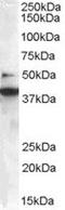SH3 Domain Containing GRB2 Like, Endophilin B1 antibody, MBS420183, MyBioSource, Western Blot image 