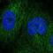 Docking Protein 4 antibody, NBP2-33274, Novus Biologicals, Immunofluorescence image 