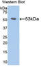 KL antibody, LS-C305219, Lifespan Biosciences, Western Blot image 