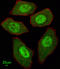 Fanconi anemia group C protein antibody, LS-C166044, Lifespan Biosciences, Immunofluorescence image 