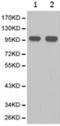 HMG-CoA reductase antibody, TA323545, Origene, Western Blot image 