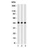Napsin-A antibody, orb385916, Biorbyt, Western Blot image 