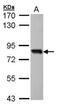 SRY-Box 13 antibody, NBP1-32847, Novus Biologicals, Western Blot image 