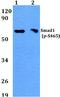 SMAD Family Member 1 antibody, A00728S465, Boster Biological Technology, Western Blot image 