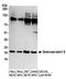 Selenoprotein S antibody, A304-364A, Bethyl Labs, Western Blot image 