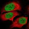 High Mobility Group 20A antibody, PA5-52515, Invitrogen Antibodies, Immunofluorescence image 