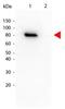 Protein kinase B antibody, TA319561, Origene, Western Blot image 