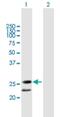 BPI Fold Containing Family A Member 3 antibody, H00128861-B01P, Novus Biologicals, Western Blot image 