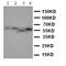BCL2 Associated Athanogene 2 antibody, orb137902, Biorbyt, Western Blot image 