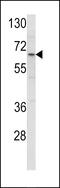 Clathrin Interactor 1 antibody, 62-499, ProSci, Western Blot image 
