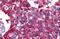 CALCRL antibody, NLS6731, Novus Biologicals, Immunohistochemistry frozen image 