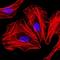 CEBPA antibody, NBP2-37497, Novus Biologicals, Immunofluorescence image 