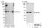 Abraxas 1, BRCA1 A Complex Subunit antibody, NBP1-22977, Novus Biologicals, Western Blot image 