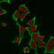 Keratin 8 antibody, GTX34664, GeneTex, Immunofluorescence image 