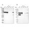 LUC7L3 antibody, PA5-54125, Invitrogen Antibodies, Western Blot image 