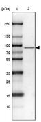 HBS1 Like Translational GTPase antibody, PA5-56240, Invitrogen Antibodies, Western Blot image 