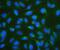 Ribosomal Protein SA antibody, PB10094, Boster Biological Technology, Immunofluorescence image 