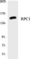 DNA-directed RNA polymerase III subunit RPC1 antibody, LS-C200611, Lifespan Biosciences, Western Blot image 