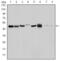 Aurora Kinase A antibody, M00246-6, Boster Biological Technology, Western Blot image 