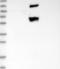 Centrosomal Protein 70 antibody, NBP1-88594, Novus Biologicals, Western Blot image 