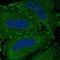 VWA7 antibody, HPA046954, Atlas Antibodies, Immunofluorescence image 