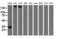DHEA-ST antibody, LS-C115596, Lifespan Biosciences, Western Blot image 
