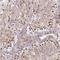 Glutamate Rich 6B antibody, HPA043559, Atlas Antibodies, Immunohistochemistry frozen image 