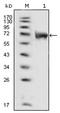 Fibroblast Growth Factor Receptor 1 antibody, AM06350SU-N, Origene, Western Blot image 