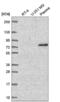 WD Repeat Domain 26 antibody, NBP2-56688, Novus Biologicals, Western Blot image 