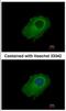 Glia-derived nexin antibody, NBP2-20315, Novus Biologicals, Immunofluorescence image 