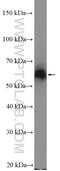 Zinc finger protein 382 antibody, 26560-1-AP, Proteintech Group, Western Blot image 