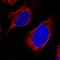 Chromosome 12 Open Reading Frame 29 antibody, HPA039663, Atlas Antibodies, Immunocytochemistry image 