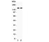 Period Circadian Regulator 1 antibody, R31154, NSJ Bioreagents, Western Blot image 