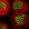 Histone acetyltransferase MYST4 antibody, HPA006104, Atlas Antibodies, Immunocytochemistry image 