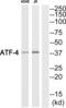 ATF4 antibody, abx013003, Abbexa, Western Blot image 