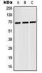 NEDD4 Binding Protein 2 Like 2 antibody, orb214989, Biorbyt, Western Blot image 