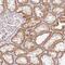 Mimitin, mitochondrial antibody, NBP2-47359, Novus Biologicals, Immunohistochemistry frozen image 