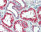 Solute Carrier Family 11 Member 2 antibody, TA317306, Origene, Immunohistochemistry paraffin image 