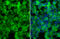 Creatine Kinase B antibody, GTX101759, GeneTex, Immunofluorescence image 