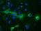 Protein Tyrosine Phosphatase Receptor Type E antibody, LS-C115114, Lifespan Biosciences, Immunofluorescence image 