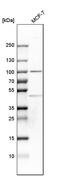 Cold Shock Domain Containing E1 antibody, PA5-53863, Invitrogen Antibodies, Western Blot image 