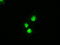 Mitogen-Activated Protein Kinase Kinase 4 antibody, LS-C784231, Lifespan Biosciences, Immunofluorescence image 