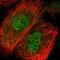 C2 Calcium Dependent Domain Containing 2 antibody, HPA030924, Atlas Antibodies, Immunofluorescence image 