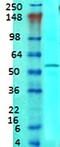 Solute Carrier Family 1 Member 1 antibody, orb67494, Biorbyt, Western Blot image 